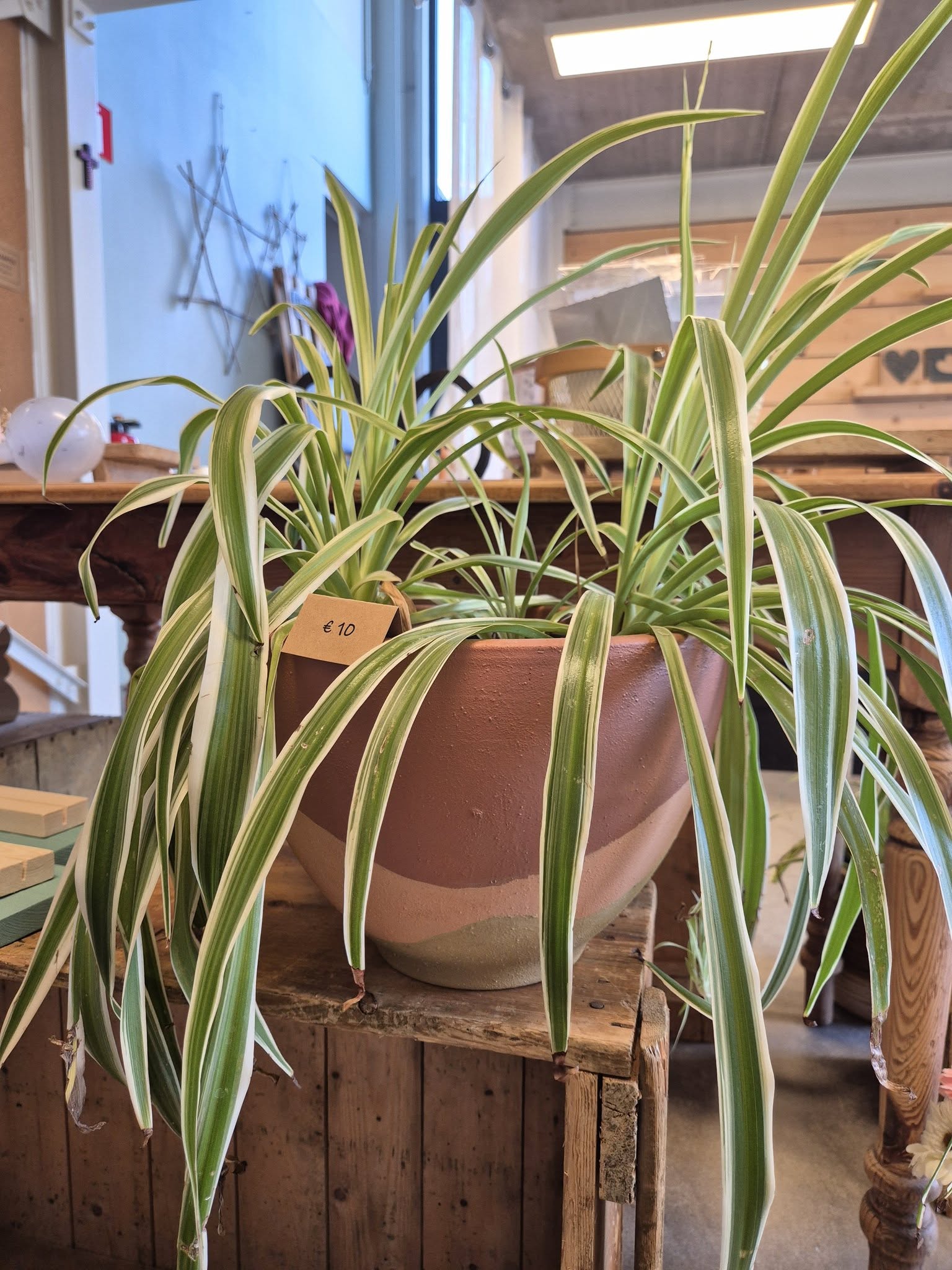 Grote bloempot met plant