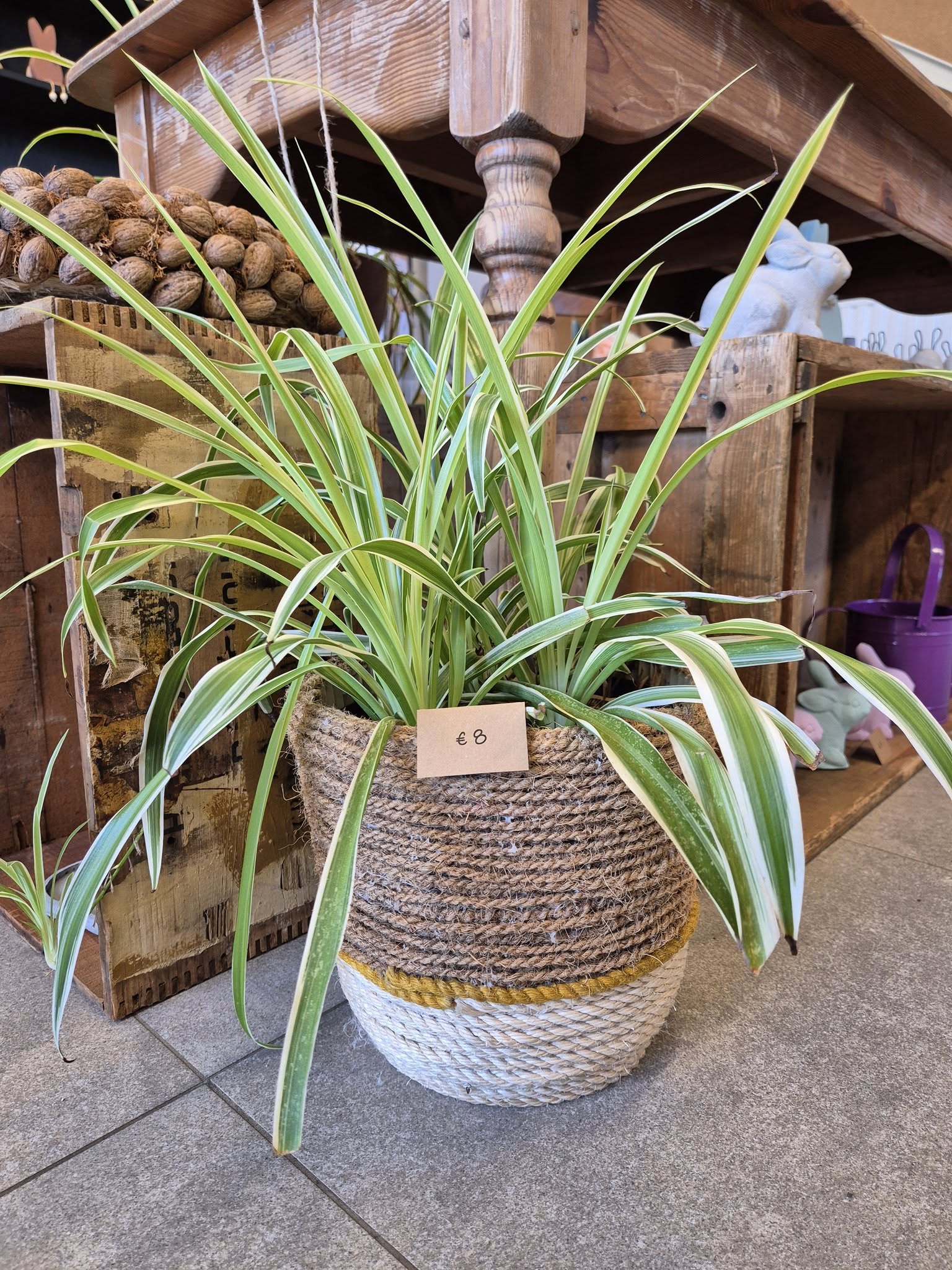 Grote bloempot uit touw met plant